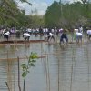 penanaman_ sejuta_ mangrove